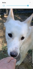 Canaan Dog Dogs for adoption in NYC, NY, USA
