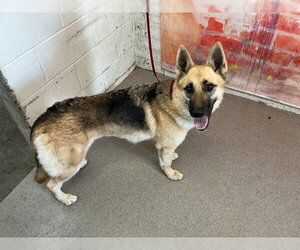 German Shepherd Dog Dogs for adoption in San Bernardino, CA, USA