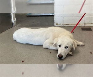 Great Pyrenees-Unknown Mix Dogs for adoption in San Bernardino, CA, USA