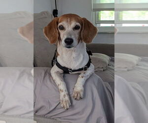 Beagle Dogs for adoption in Tampa, FL, USA