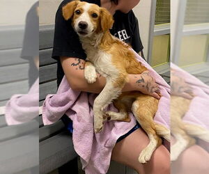 Chihuahua-Unknown Mix Dogs for adoption in Rancho Cucamonga, CA, USA