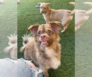 Chion Dogs for adoption in phoenix, AZ, USA