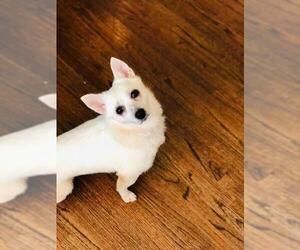 American Eskimo Dog-Chihuahua Mix Dogs for adoption in Rochester, MN, USA