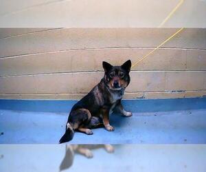 Australian Kelpie-Unknown Mix Dogs for adoption in Tulsa, OK, USA