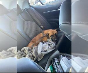 Boxer-Dachshund Mix Dogs for adoption in San Andreas, CA, USA