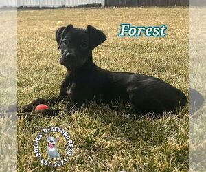 Labrador Retriever-Unknown Mix Dogs for adoption in Omaha, NE, USA