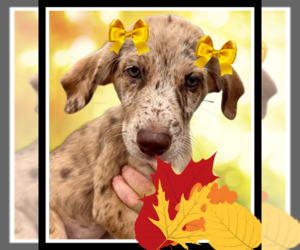 Catahoula Leopard Dog-Chocolate Labrador retriever Mix Dogs for adoption in Mt. Laurel, NJ, USA