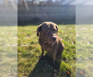Chocolate Labrador retriever-Unknown Mix Dogs for adoption in Rockaway, NJ, USA