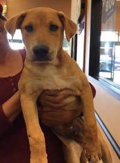 Labrador Retriever Dogs for adoption in Bellevue, WA, USA