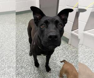 Labrador Retriever-Unknown Mix Dogs for adoption in Salisbury, NC, USA