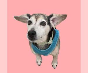 Jack-A-Bee Dogs for adoption in Plover, WI, USA
