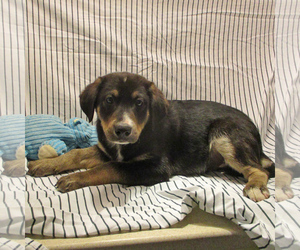 Borador Dogs for adoption in Fayetteville, TN, USA