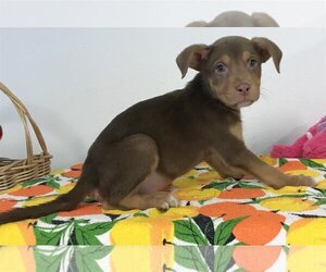 Doberman Pinscher-Labrador Retriever Mix Dogs for adoption in Phoenix , AZ, USA