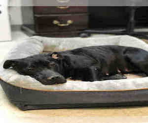 Bulloxer Dogs for adoption in Atlanta, GA, USA