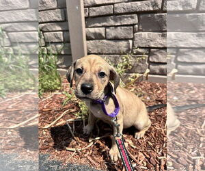 Mutt Dogs for adoption in Sterling, MA, USA