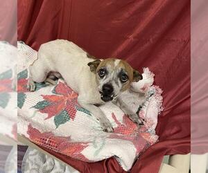 Chihuahua Dogs for adoption in Modesto, CA, USA