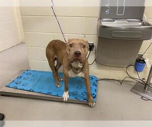 American Pit Bull Terrier-Unknown Mix Dogs for adoption in Sanford, FL, USA