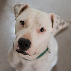Dalmatian Dogs for adoption in Kanab, UT, USA