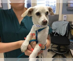 Chihuahua Dogs for adoption in Riverside, CA, USA