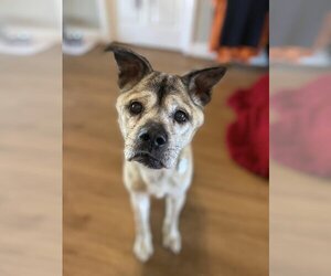 Mutt Dogs for adoption in  Ramona, CA, USA