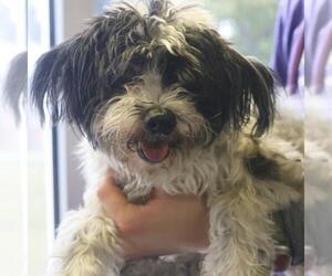 Mutt Dogs for adoption in San Antonio, TX, USA