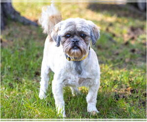 Shih Tzu Dogs for adoption in Brooklyn Center, MN, USA