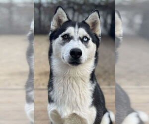 Siberian Husky Dogs for adoption in Matawan, NJ, USA