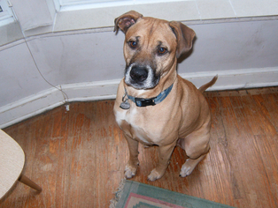 Small Bulldog-Labrador Retriever Mix