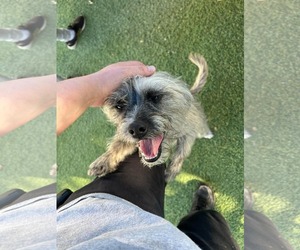 Mutt Dogs for adoption in Phoenix, AZ, USA