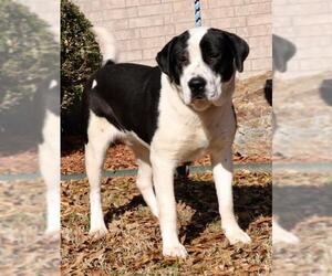 Saint Bernard Dogs for adoption in Little Rock, AR, USA