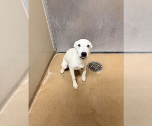 Mutt Dogs for adoption in Sacramento, CA, USA