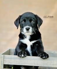 Medium Photo #1 American Pit Bull Terrier-Australian Shepherd Mix Puppy For Sale in Sandy, UT, USA