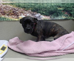 French Bulldog-Unknown Mix Dogs for adoption in Moreno Valley, CA, USA