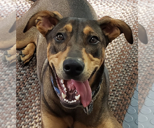 Doberman Pinscher-Unknown Mix Dogs for adoption in Silver Spring, MD, USA