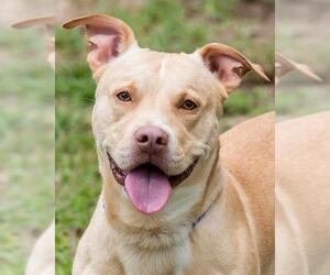 Dachshund-Unknown Mix Dogs for adoption in Miami, FL, USA