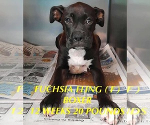 Boxer-Unknown Mix Dogs for adoption in pomfret, CT, USA