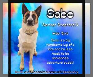 German Shepherd Dog-Huskies  Mix Dogs for adoption in Anchorage, AK, USA