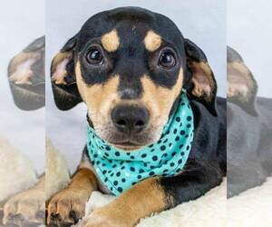 Chiweenie Dogs for adoption in Kennesaw, GA, USA