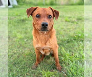 Labrador Retriever-Unknown Mix Dogs for adoption in Brooklyn Center, MN, USA