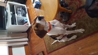 English Foxhound Dogs for adoption in Cedar Rapids, IA, USA