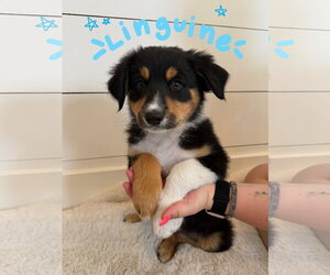 Medium Photo #6 Border Collie-Unknown Mix Puppy For Sale in Sandy, UT, USA