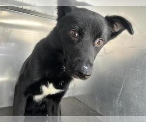 Border Collie-Unknown Mix Dogs for adoption in Grand Prairie, TX, USA