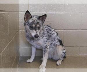 Mutt Dogs for adoption in Canon City, CO, USA