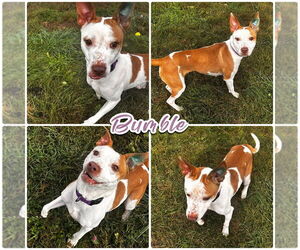 American Staffordshire Terrier-Unknown Mix Dogs for adoption in Pierceton , IN, USA