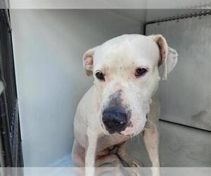 Staffordshire Bull Terrier-Unknown Mix Dogs for adoption in Houston, TX, USA