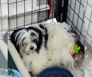 Zuchon Dogs for adoption in Mukwonago, WI, USA