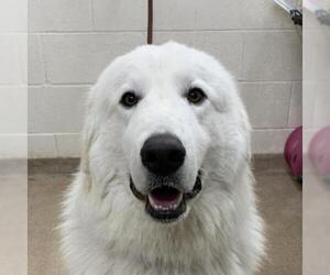 Great Pyrenees Dogs for adoption in Zanesville, OH, USA