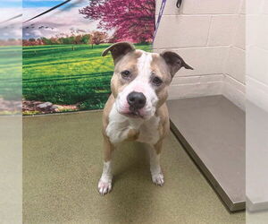 Mutt Dogs for adoption in Moreno Valley, CA, USA