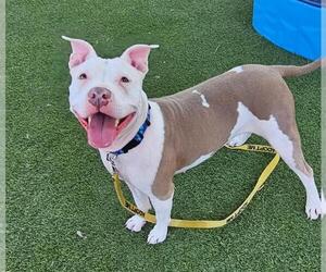 American Pit Bull Terrier-Unknown Mix Dogs for adoption in Las Vegas, NV, USA