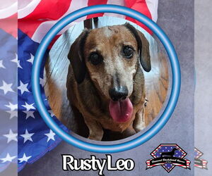 Dachshund Dogs for adoption in San Antonio, TX, USA